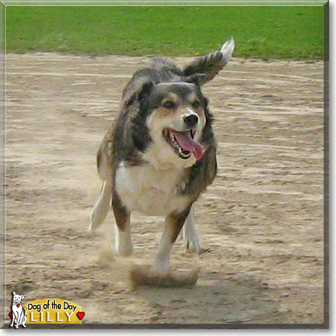 Lilly, the Dog of the Day