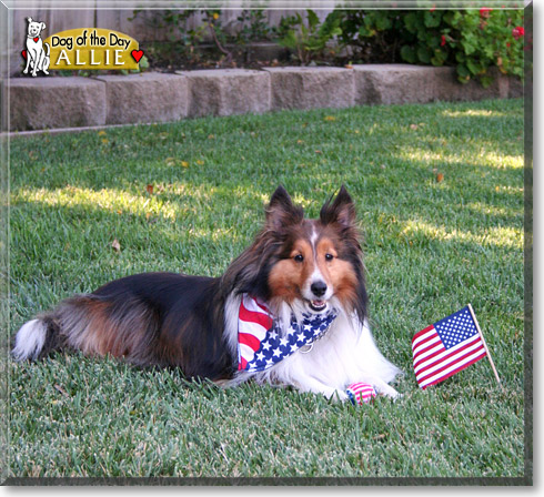 Allie, the Dog of the Day