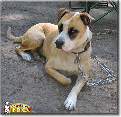 Indica, the Dog of the Day