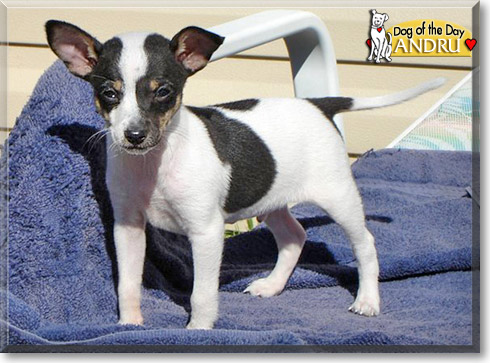 Andru, the Dog of the Day Andru, the Dog of the Day