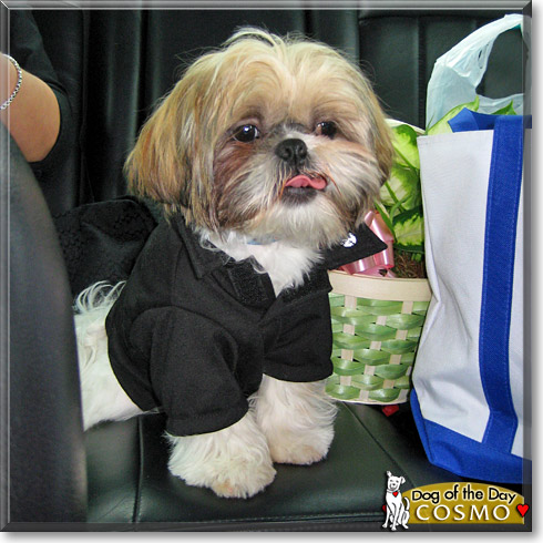 Cosmo, the Dog of the Day