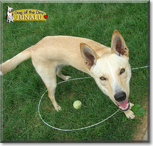 Junaeu, the Dog of the Day