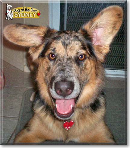 Sydney, the Dog of the Day