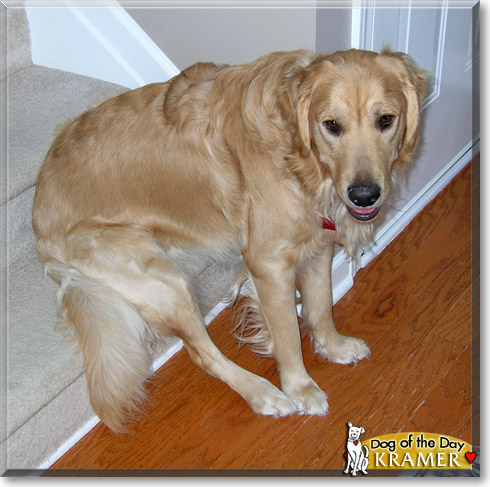Kramer, the Dog of the Day