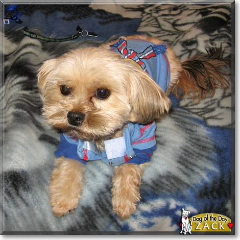Zack, the Dog of the Day