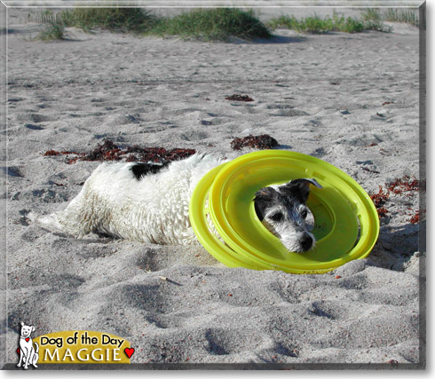 Maggie, the Dog of the Day