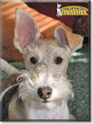 Peaches, the Dog of the Day