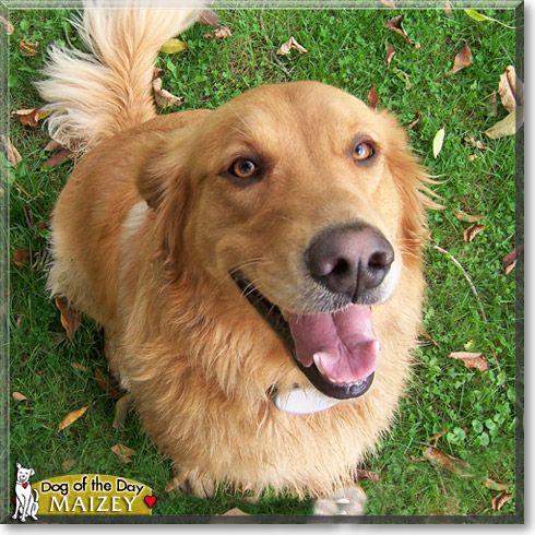 Maizey, the Dog of the Day Maizey, the Dog of the Day