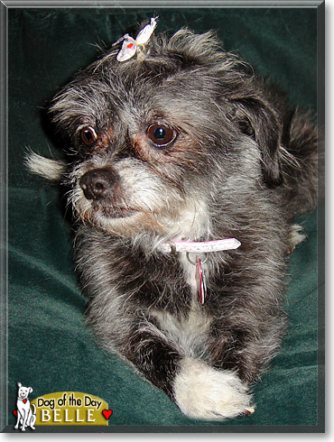 Belle, the Dog of the Day