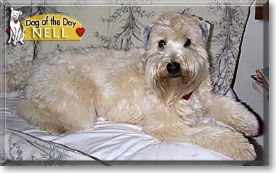 Nell, the Dog of the Day