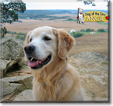 Angie, the Dog of the Day
