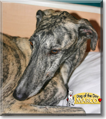 Marco, the Dog of the Day