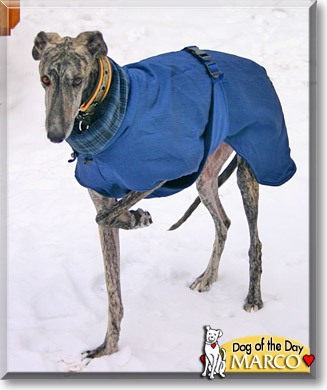 Marco, the Dog of the Day