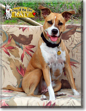 Katy, the Dog of the Day
