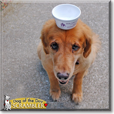 Scrambler, the Dog of the Day