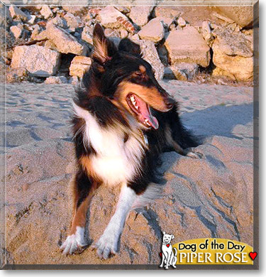 Piper Rose, the Dog of the Day Piper Rose, the Dog of the Day