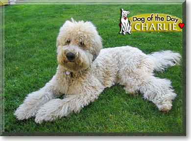 Charlie, the Dog of the Day
