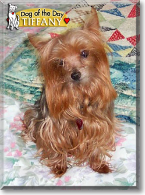 Tiffany, the Dog of the Day