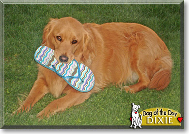 Dixie, the Dog of the Day