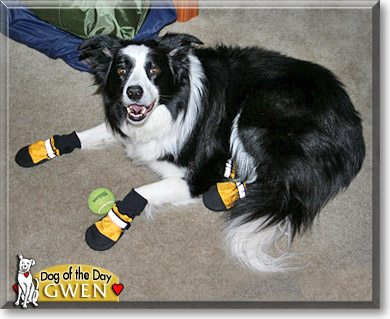 Gwen, the Dog of the Day