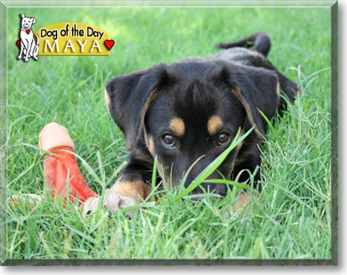 Maya, the Dog of the Day