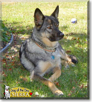 Sierra, the Dog of the Day