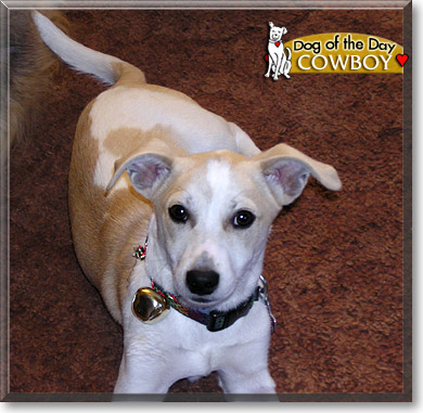 Cowboy, the Dog of the Day Cowboy, the Dog of the Day
