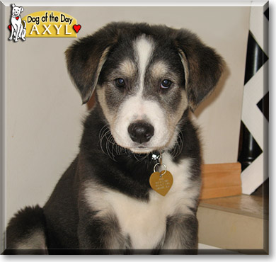 Axyl, the Dog of the Day Axyl, the Dog of the Day