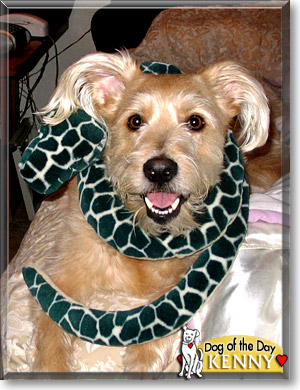 Kenny, the Dog of the Day Kenny, the Dog of the Day