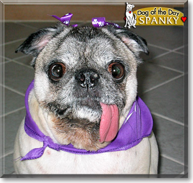 Spanky, the Dog of the Day