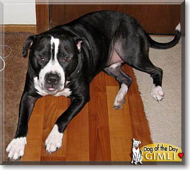 Gimli, the Dog of the Day