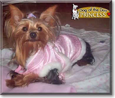 Princess, the Dog of the Day