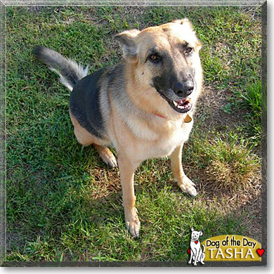 Tasha, the Dog of the Day