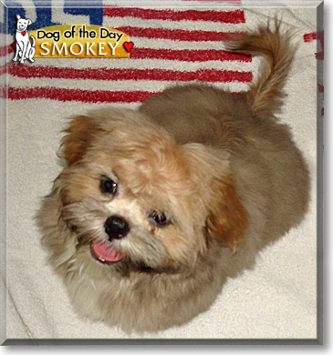 Smokey, the Dog of the Day