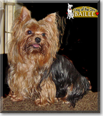 Bailee, the Dog of the Day Bailee, the Dog of the Day
