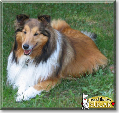 Sugar, the Dog of the Day Sugar, the Dog of the Day