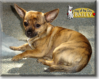 Bailey, the Dog of the Day Bailey, the Dog of the Day