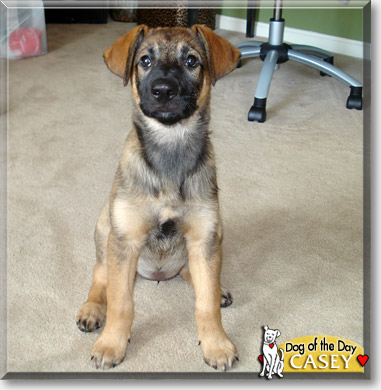 Casey, the Dog of the Day Casey, the Dog of the Day