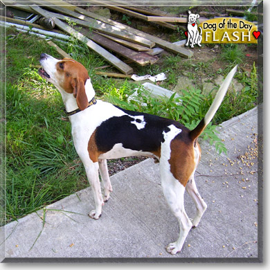Flash, the Dog of the Day