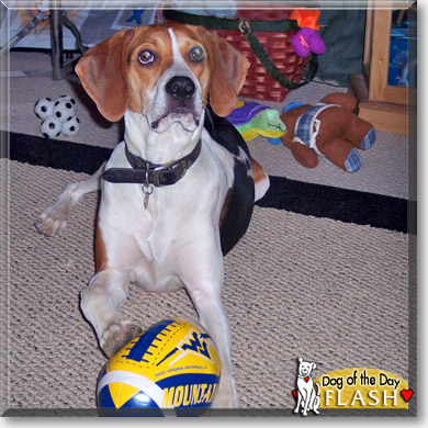Flash, the Dog of the Day
