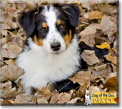 Pixel, the Dog of the Day Pixel, the Dog of the Day