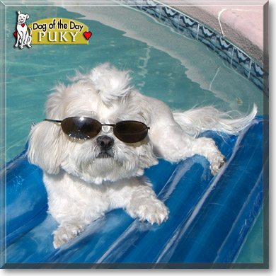 Puky, the Dog of the Day Puky, the Dog of the Day