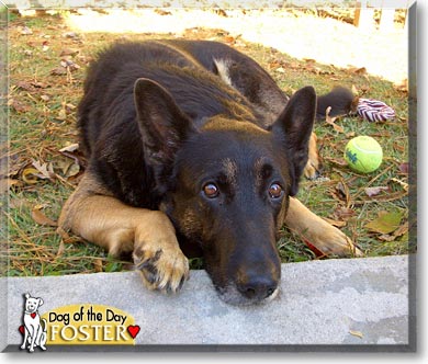 Foster, the Dog of the Day