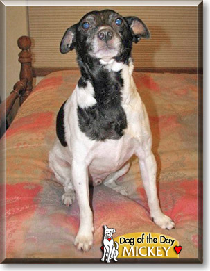 Mickey, the Dog of the Day Mickey, the Dog of the Day