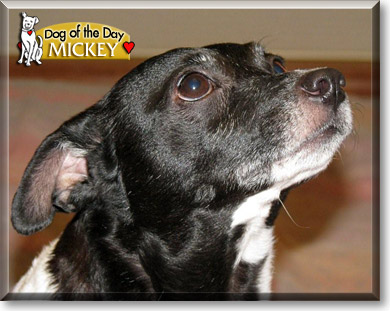 Mickey, the Dog of the Day
