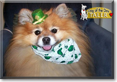 Taler Maree, the Dog of the Day