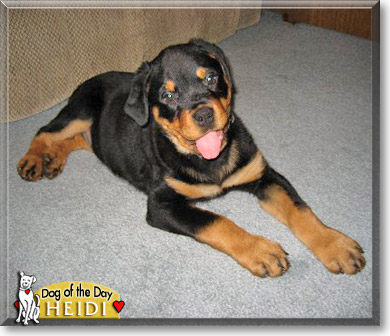 Heidi, the Dog of the Day