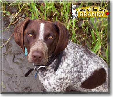 Brandy, the Dog of the Day