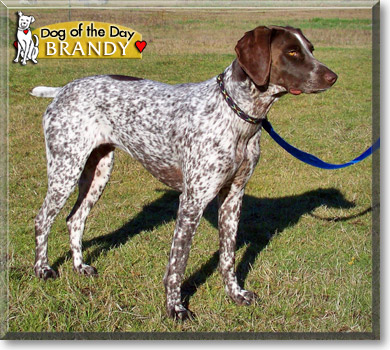 Brandy, the Dog of the Day