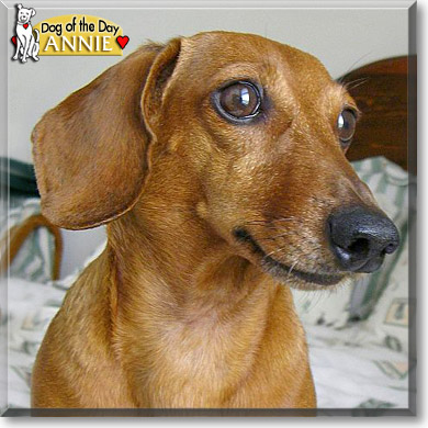 Annie, the Dog of the Day Annie, the Dog of the Day